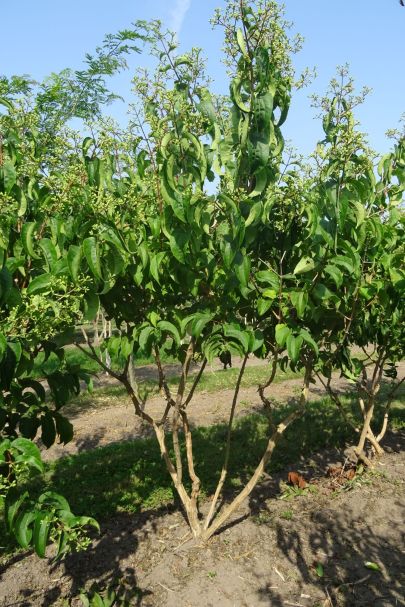 Heptacodium miconioides MRSTAM