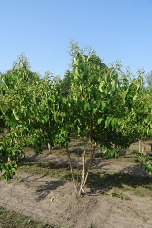 Heptacodium-micionoides-meerstam-200-250