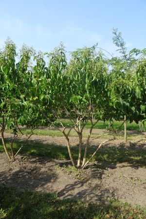 Heptacodium-miconioides-meerstam-200-250-2