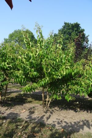 Heptacodium-miconioides-meerstam-200-250