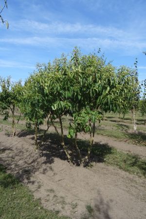 Heptacodium-miconoides-meerstam-200-250-2
