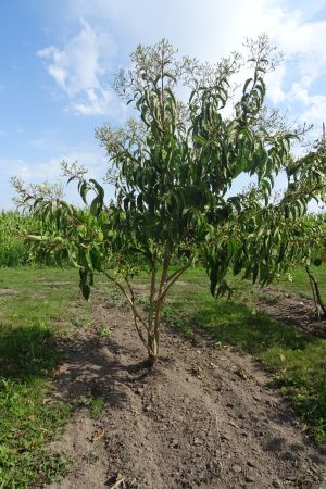Heptacodium-miconoides-meerstam-200-250