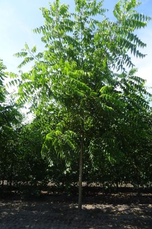 Juglans-nigra-ho-20-25-30