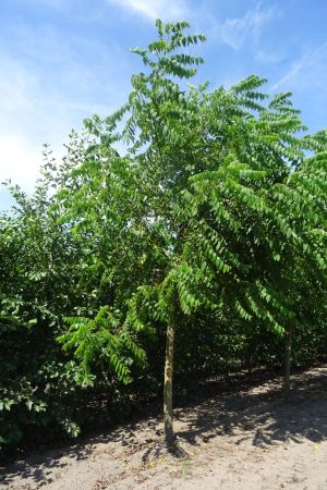 Juglans-nigra-ho-20-25-30