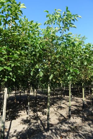 Juglans-regia-ho-14-16-18