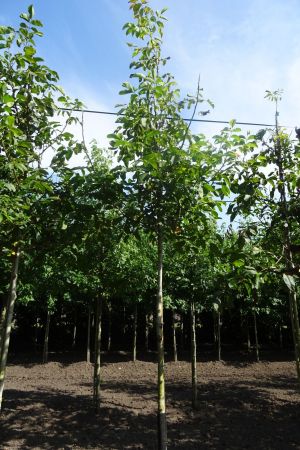 Juglans-regia-ho-14-16-18