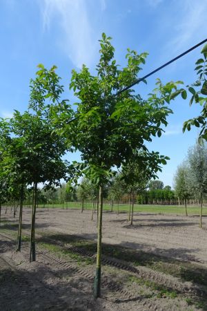 Juglans-regia-ho-16-18-20