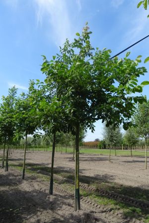 Juglans-regia-ho-16-18-20