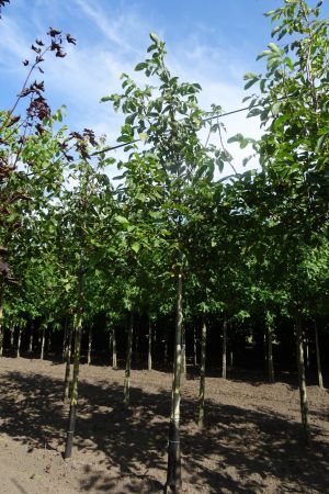 Juglans-regia-ho-16-18-20