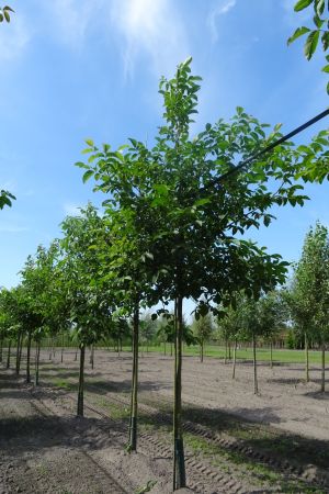 Juglans-regia-ho-18-20-25