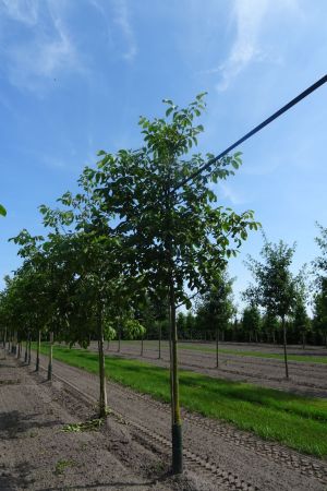 Juglans-regia-ho-18-20-25