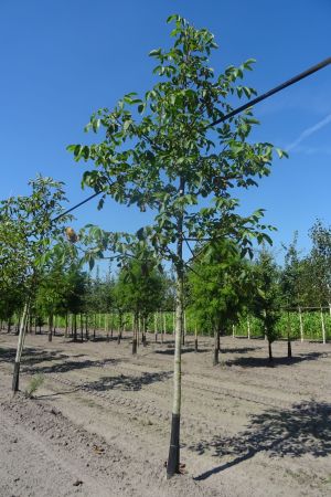 Juglans-r-Broadview-ho-16-18-20