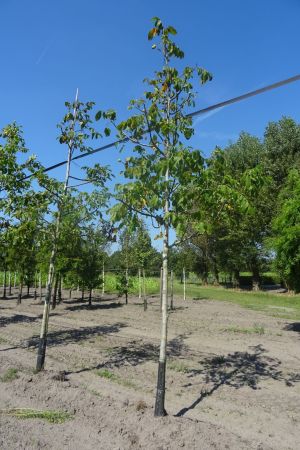 Juglans-r-Broadview-ho-18-20-25