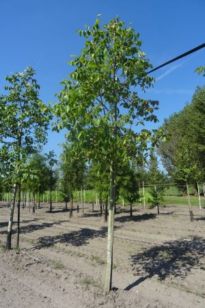 Juglans-r-Broadview-ho-20-25-30