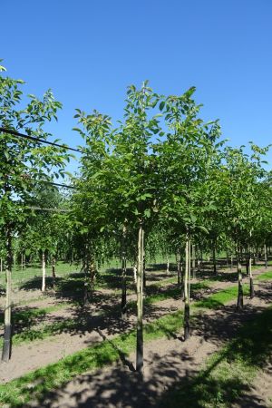 1_Juglans-regia-ho-12-16