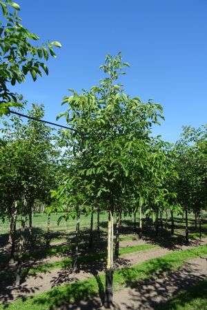 1_Juglans-regia-ho-14-18