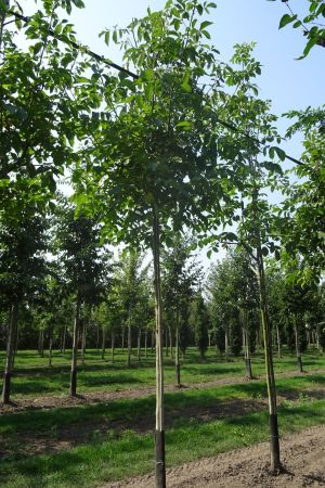 1_Juglans-regia-ho-18-25