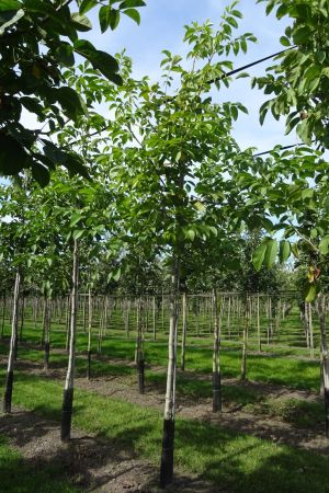 2_Juglans-regia-ho-12-16