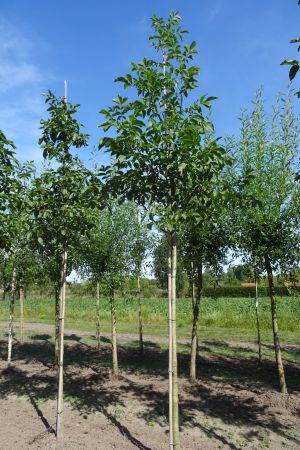 2_Juglans-regia-ho-14-18