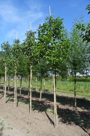3_Juglans-regia-ho-12-16