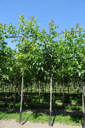 Juglans-regia-ho-12-16-2