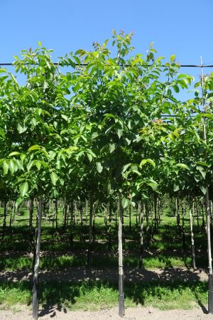 Juglans-regia-ho-12-16