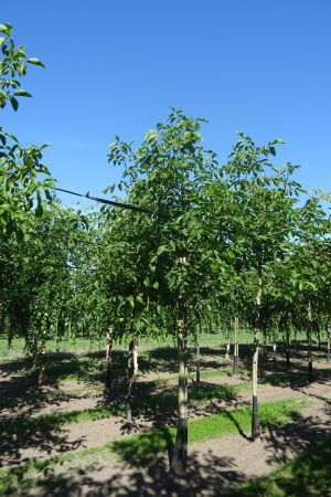 Juglans-regia-ho-14-18-2