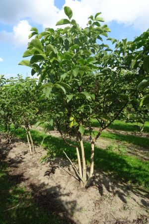 Juglans-regia-meerstam-200-250-2