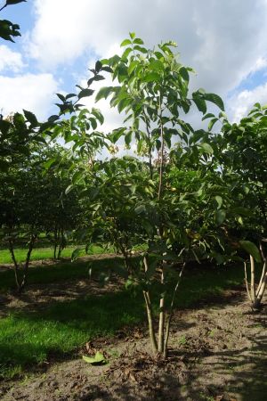 Juglans-regia-meerstam-200-250