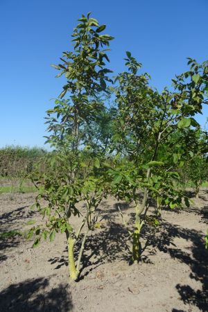 Juglans-regia-meerstam-250-300-2