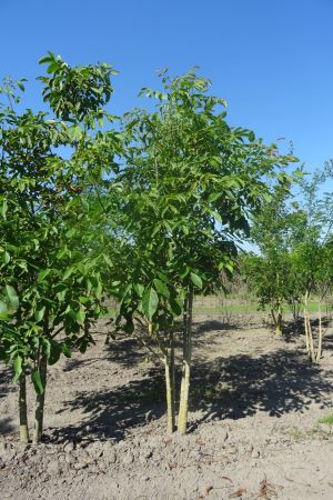 Juglans-regia-meerstam-250-300