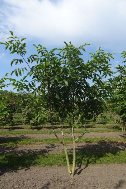 Juglans regia MRSTAM