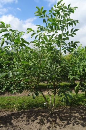 Juglans-regia-meerstam-200-250