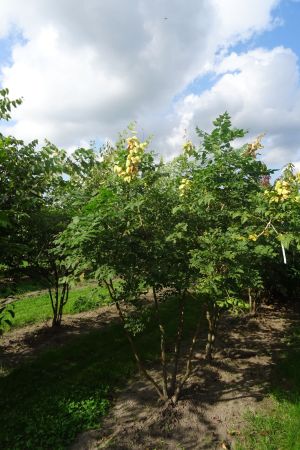 Koelreuteria-paniculata-meerstam-200-250-3