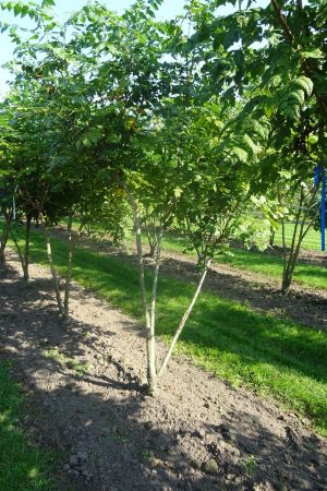 Koelreuteria-paniculata-meerstam-200-250-6