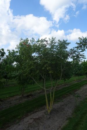 Koelreuteria-paniculata-meerstam-250-300-2