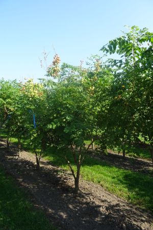 Koelreuteria-paniculata-meerstam-250-300-4