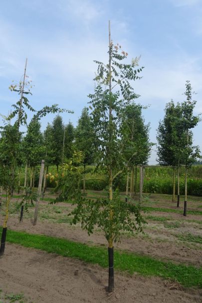 Koelreuteria paniculata 'Fastigiata' GEV