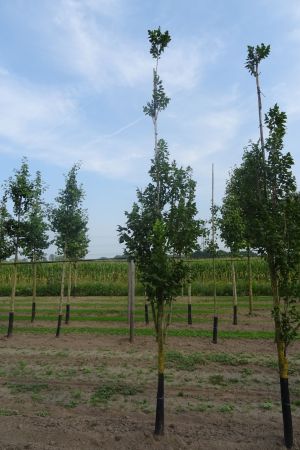 Koelreuteria-p-Fastigiata-geveerd-10-14
