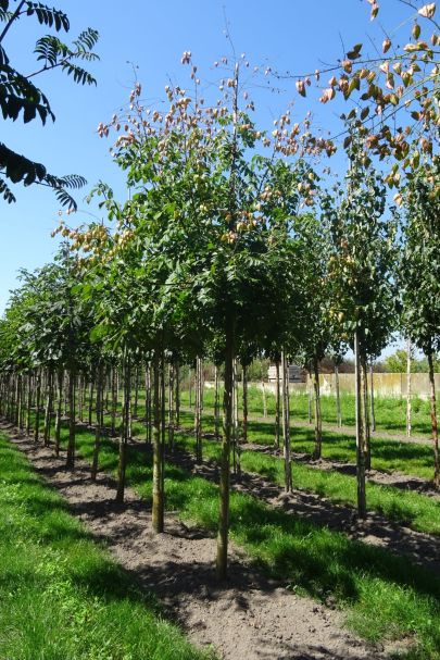 Koelreuteria paniculata HO