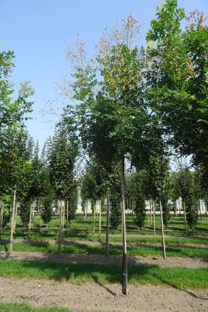 1_Koelreuteria-paniculata-ho-14-18