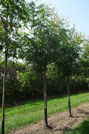 1_Koelreuteria-paniculata-ho-16-20