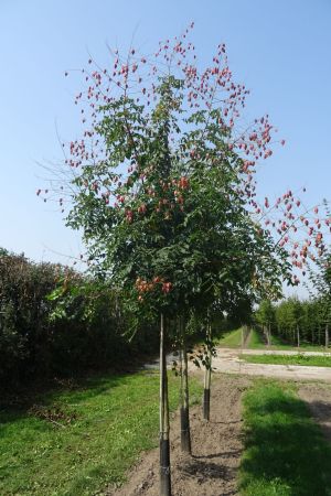 Koelreuteria-paniculata-ho-14-18-2