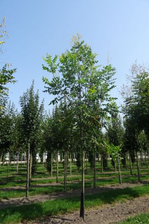 Koelreuteria-paniculata-ho-16-20-2