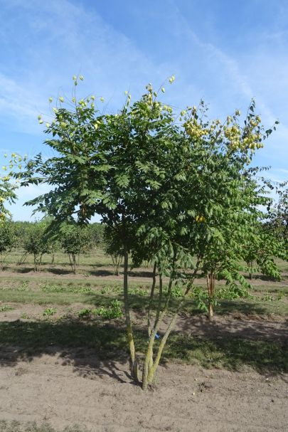 Koelreuteria paniculata MRSTAM