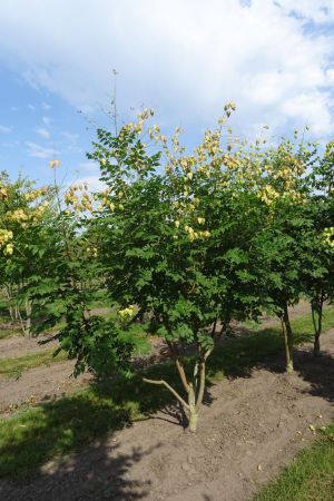 Koelreuteria-paniculata-meerstam-200-250-2