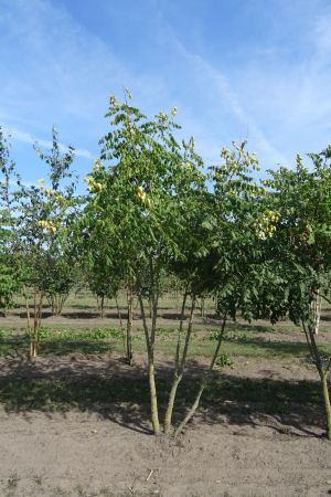 Koelreuteria-paniculata-meerstam-200-250-4