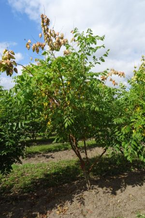 Koelreuteria-paniculata-meerstam-200-250-5