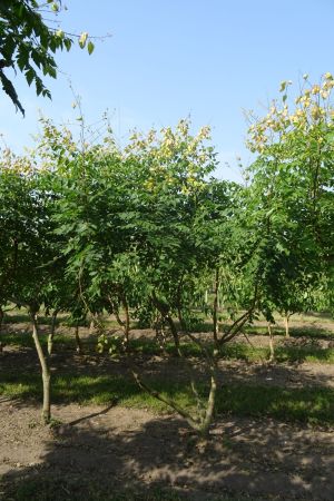 Koelreuteria-paniculata-meerstam-200-250