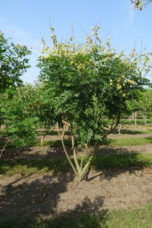 Koelreuteria-paniculata-meerstam-250-300-2